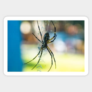 Argiope aurantia Sticker